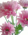 琴菊先生