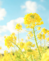 月菜 霊能者