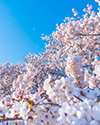 桜井先生